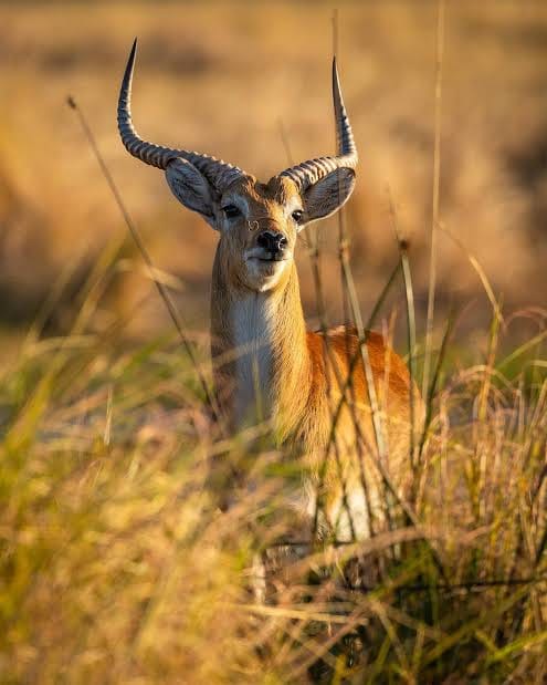 A red lechwe ram in the veld on Morgenson Farm
